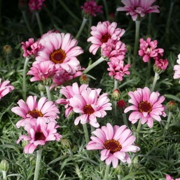 Marguerite du Maroc African Rose - Rhodanthemum hosmariense  Mini-motte