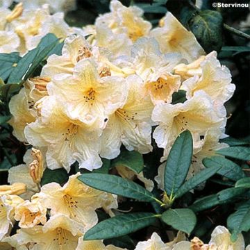 Rhododendron Champagne - Grand Rhododendron
