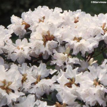 Rhododendron Dora Amateis - Rhododendron nain