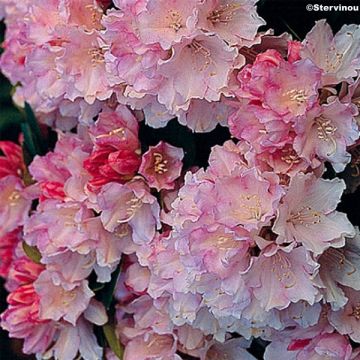 Rhododendron Dream Land - Rhododendron nain