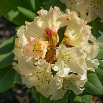 Rhododendron Golden Torch - Rhododendron nain