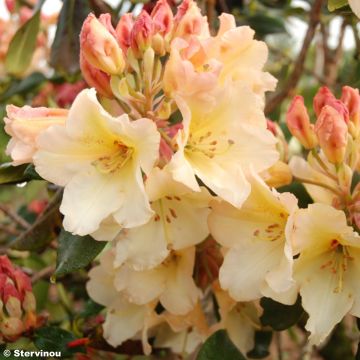 RHODODENDRON x Horizon monarch - Rhododendron nain