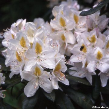 Rhododendron Madame Masson - Grand Rhododendron