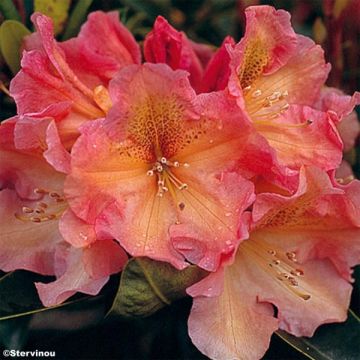 Rhododendron Olga - Rhododendron hybride