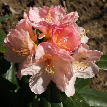 Rhododendron Percy Wiseman - Rhododendron nain 