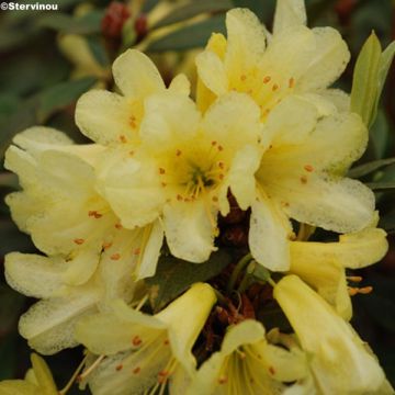 Rhododendron Saffron Queen - Rhododendron nain