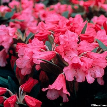 Rhododendron Winsome - Rhododendron nain