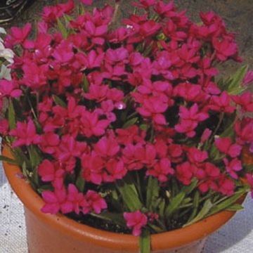 Rhodohypoxis Red King