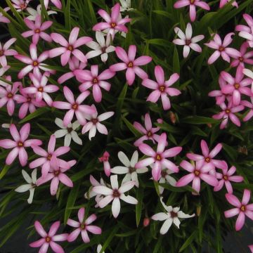 Rhodoxis Ria - Rhodohypoxis