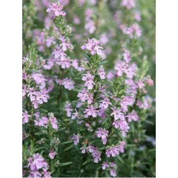 Romarin - Rosmarinus officinalis Majorca Pink 