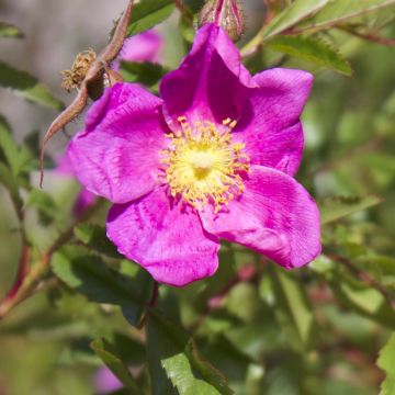 Rosier botanique - Rosa nitida