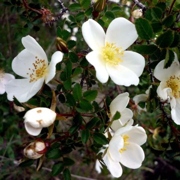 Rosier pimprenelle - Rosa pimpinellifolia