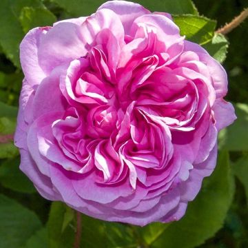 Rosier ancien centifolia BIO - Rose à cent-feuilles