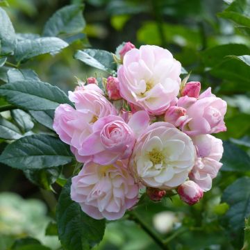 Rosier à fleurs groupées Bouquet Parfait