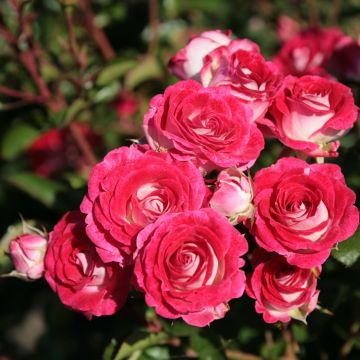 Rosier à fleurs groupées Schöne Koblenzerin