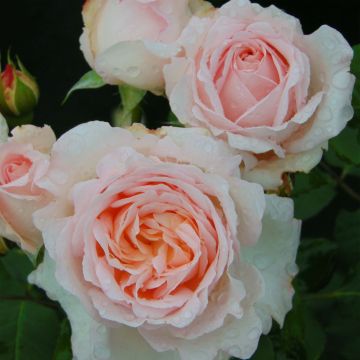 Rosier à grandes fleurs Clair Renaissance