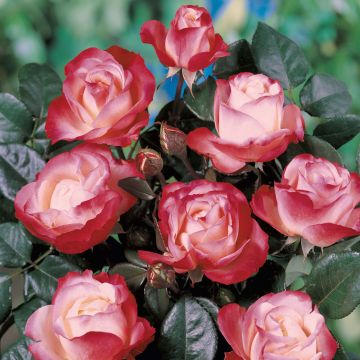 Rosier à grandes fleurs Les Années Folles La Garçonne