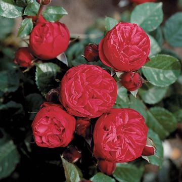 Rosier à grandes fleurs Les Années Folles Mistinguett