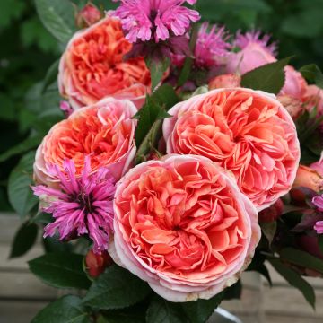 Rosier à grandes fleurs Les Années Folles Music Hall