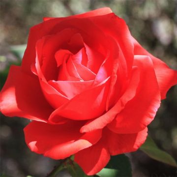 Rosier à grandes fleurs Nuage Parfumé (Duftwolke)