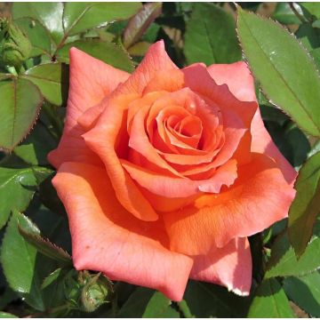 Rosier à grandes fleurs Anne Vanderlove