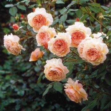 Rosier David Austin A Shropshire Lad