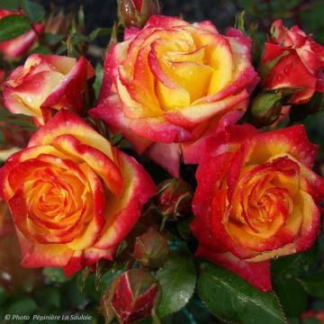 Rosier Flamina - Rosier buisson à fleurs groupées