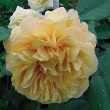 Fragant old yellow rosier en pot