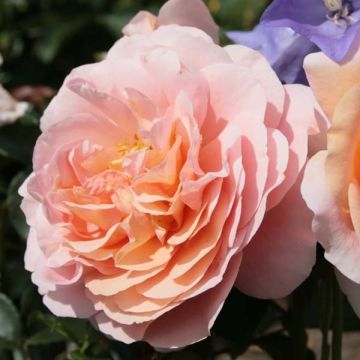 Rosier à fleurs groupées Garden of Roses - Joie de Vivre