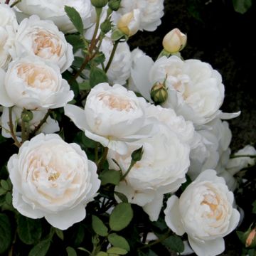 Glamis castle rosier en pot