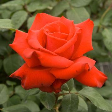 Rosier à grandes fleurs Grande Amore