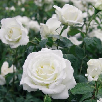 Rosier à grandes fleurs Memoire