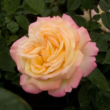 Peace Gloria Dei - Rosier à grandes fleurs crème rosé en pot
