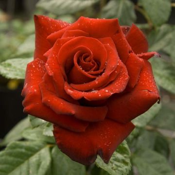 Rosier à grandes fleurs Schwarze Madonna