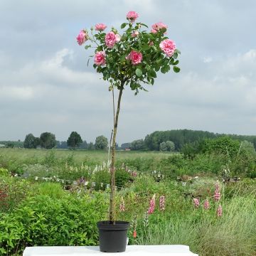 Rosier tige Côté jardin