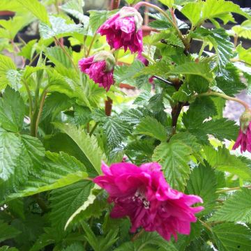 Rubus spectabilis Olympic Double (Flore Pleno) - Ronce d'ornement