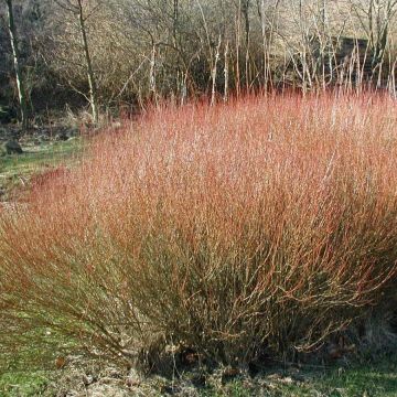 Osier rouge - Salix purpurea