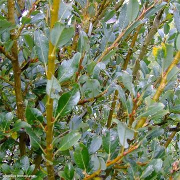 Salix (x) tetrapla - Saule