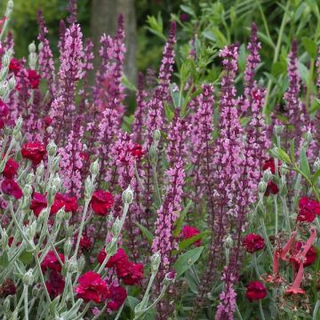 Sauge - Salvia nemorosa Amethyst