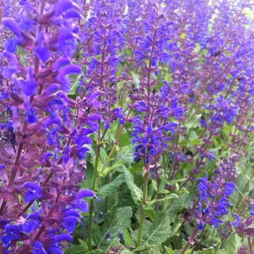 Sauge blanche avec fleurs violettes - Calliste Herboristerie