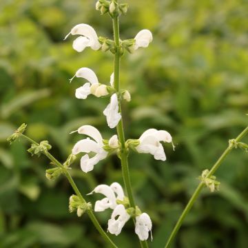 Sauge blanche sacrée - Salvia apiana - Vivace arbustive