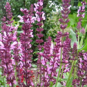 Salvia superba Reine Rose - Sauge des bois