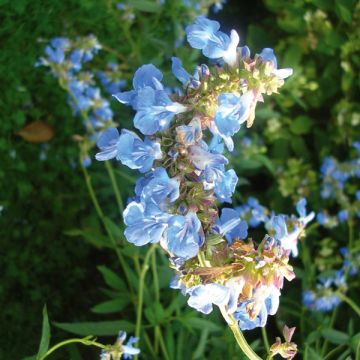 Sauge des marais - Salvia uliginosa