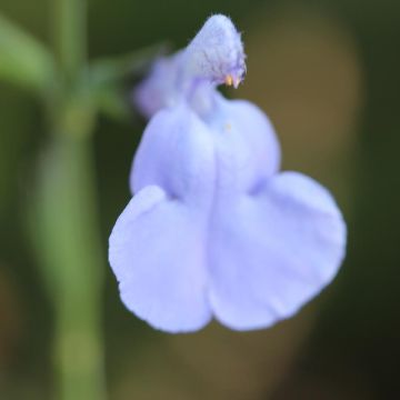 Salvia microphylla Delice Aquamarine - sauge arbustive