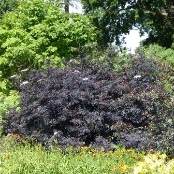 Sureau noir - Sambucus nigra Black Lace (Eva)