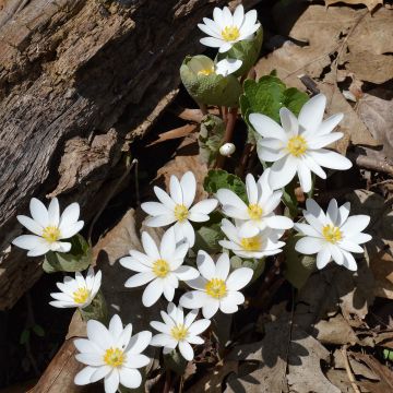 Sanguinaria canadensis - Sanguinaire