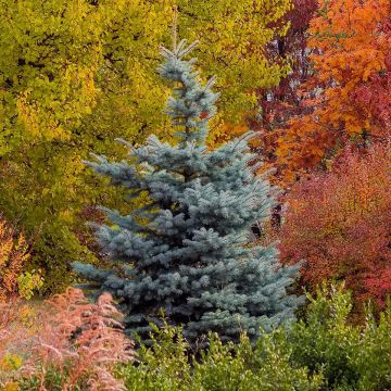 Sapin bleu - Picea pungens Blue Diamond