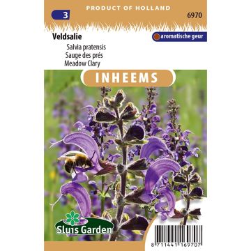 MRS Seeds & Mixtures Sauge de Virginie - Salvia horminum