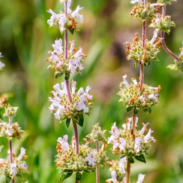 Sauge sacrée blanche - Salvia apiana