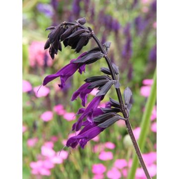 Sauge hybride Amistad violet - Salvia (x) guaranitica